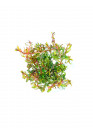 Rotala 'Vietnam Hra' - TF Steril