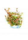 Rotala 'Vietnam Hra' - TF Steril