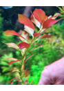 Ludwigia arcuata - I.F. cserepes