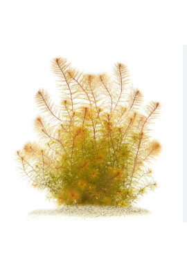 Myriophyllum sp. "Roraima" TF gyűrűs