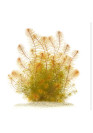 Myriophyllum sp. "Roraima" TF gyűrűs