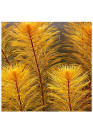 Myriophyllum sp. "Roraima" TF gyűrűs