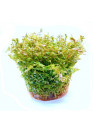 Rotala 'green' - TF Steril