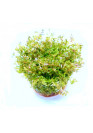 Rotala 'green' - TF Steril