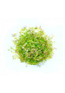 Rotala 'green' - TF Steril