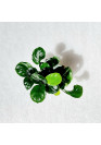 Anubias barteri Coin Leaf - TF cserepes