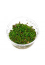 Rotala colorata - TF steril