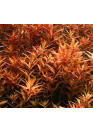 Rotala colorata - TF steril