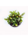 Bucephalandra 'Wavy Green' - AquaLine TF cserepes