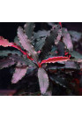 Bucephalandra sp. "Biblis" - I.F. cserepes