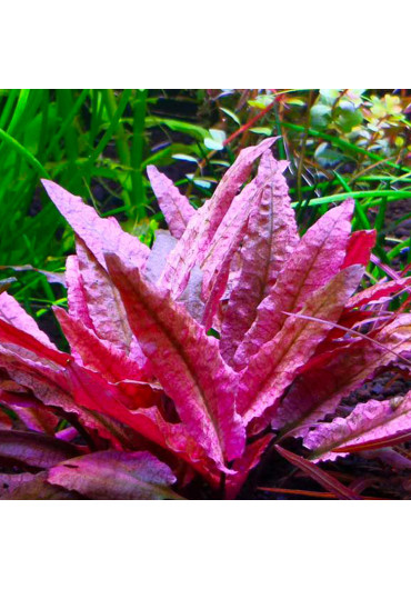 Cryptocoryne 'flamingo' - I.F. cserepes