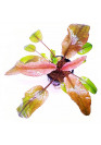 Cryptocoryne 'flamingo' - AquaLine TF cserepes