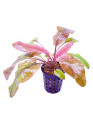 Cryptocoryne 'flamingo' - AquaLine TF cserepes