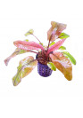 Cryptocoryne 'flamingo' - AquaLine TF cserepes
