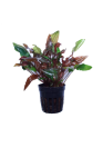 Cryptocoryne  walkeri - IF cserepes