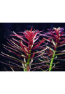 Limnophila aromatica - TF steril