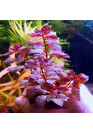 Ludwigia repens 'Blood' red - I.F. cserepes