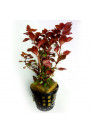 Ludwigia repens 'Blood' red - AquaLine TF cserepes