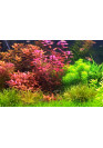 Ludwigia Super red - TF steril