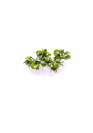 Bucephalandra spec. green mini - TF Steril