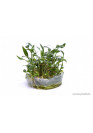 Cryptocoryne parva - TF Steril