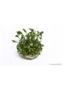 Cryptocoryne parva - TF Steril