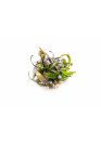 Cryptocoryne cordata rosea - TF Steril