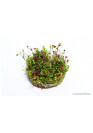 Marsilea Angustifolia - TF Steril