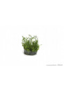 Myriophyllum mattogrossense - TF Steril