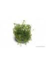 Myriophyllum mattogrossense - TF Steril