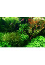 Aqua Week M-series D300 APP Control RGB+UV LED világítás 60cm-ig