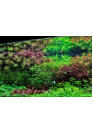 AQUA WEEK V-series K900 ES-K FULL SPECTRUM RGB+W LED 90-110 cm világítás
