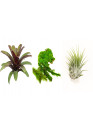 Bromelia, Tillandsia, Orchidea, moha