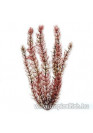 Tetra DecoArt - Red Foxtail - Myríophyllum verticillatum
