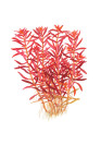 Rotala rotundifolia 'Blood Red' - Tropica Steril