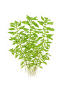 Ludwigia palustris Green - Tr. cserepes