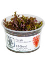 Rotala rotundifolia 'Blood Red' - Tropica Steril