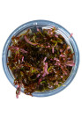 Rotala rotundifolia 'Blood Red' - Tropica Steril