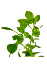 Ludwigia palustris Green - Tr. cserepes
