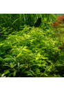 Ludwigia palustris Green - Tr. cserepes