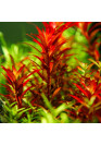 Rotala rotundifolia 'Blood Red' - Tropica Steril