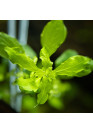 Ludwigia palustris Green - Tr. cserepes