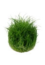 Eleocharis pusilla 'Mini' - Tropica steril
