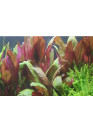 Alternanthera reineckii 'Purple' - Tropica