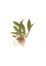 Anubias barteri var. angustifolia - Tropica