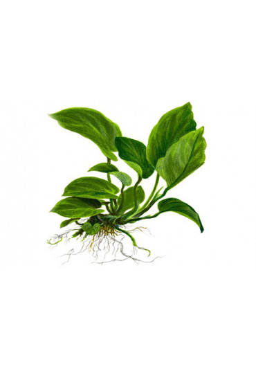 XL Anubias barteri var. caladiifolia - Tropica