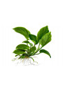 Anubias barteri var. caladiifolia '1705' - Tropica
