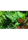 Anubias barteri var. caladiifolia '1705' - Tropica