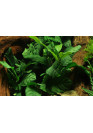 Anubias barteri 'Coffeefolia' - Tropica