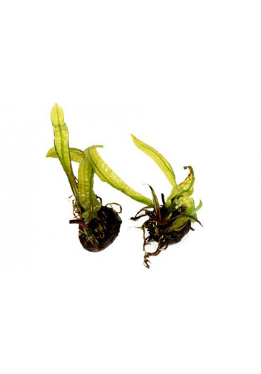Aponogeton boivinianus - Tropica dobozos